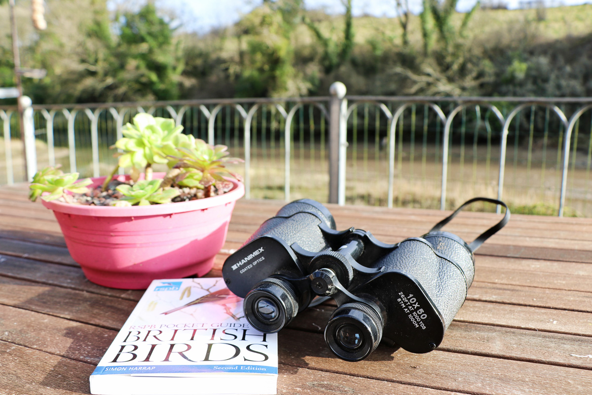 holiday cottage close to Padstow Cornwall Kingfishers bird watching