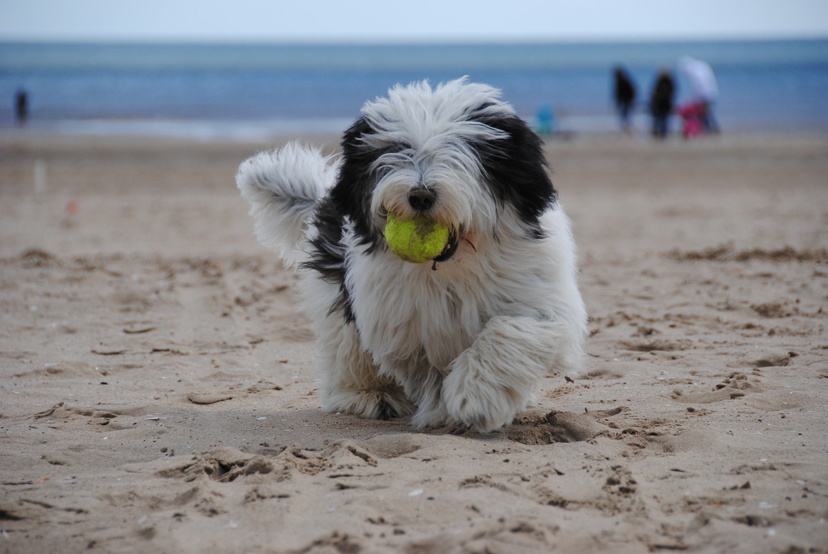 dog friendly beaches Cornwall